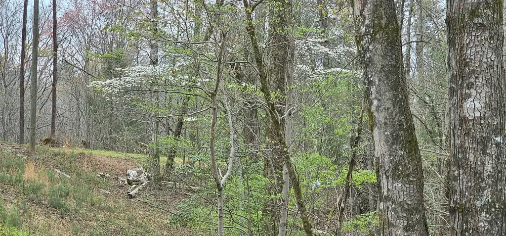 6870 Tennessee 360 Tellico Plains TN 37385