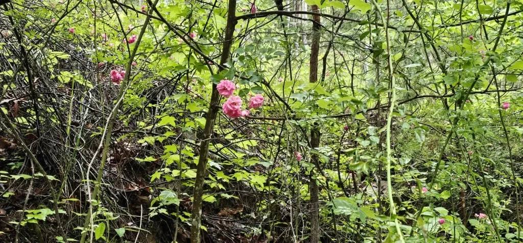 200 Peachtree Lane Tellico Plains TN 37385