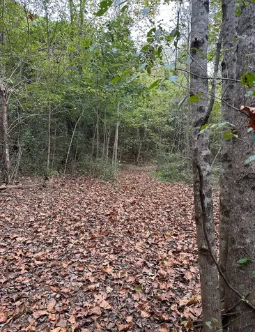 20 Cedar Bluff Road Lafayette TN 37083