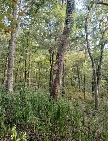 10 Cedar Bluff Road Lafayette TN 37083