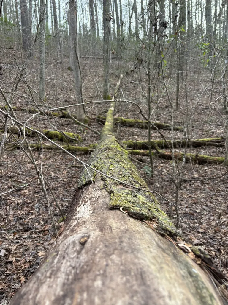 0 Maple Springs Road Tellico Plains TN 37385
