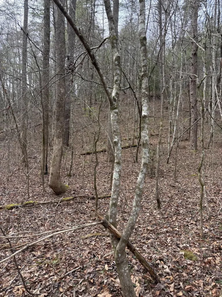 0 Maple Springs Road Tellico Plains TN 37385
