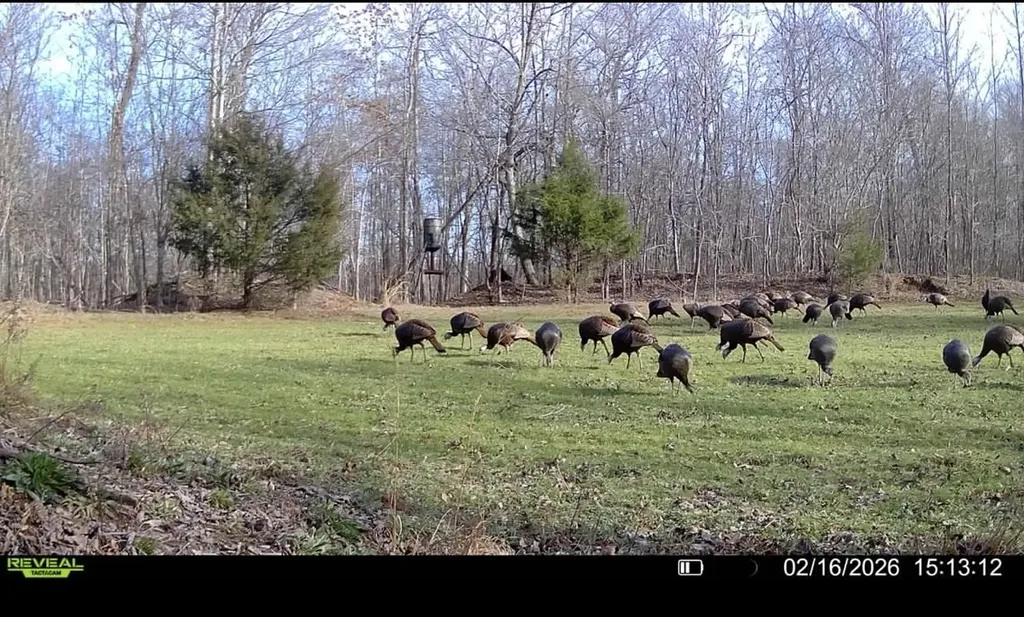0 Bunches Chapel Road Parsons TN 38363