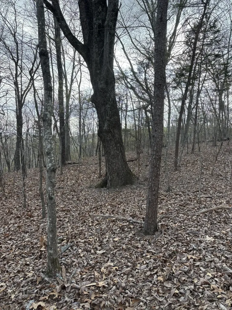 408 Back Valley Road Sale Creek TN 37373