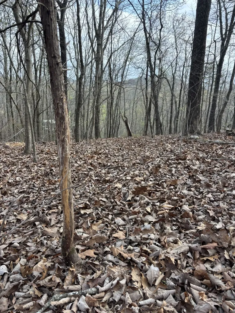408 Back Valley Road Sale Creek TN 37373