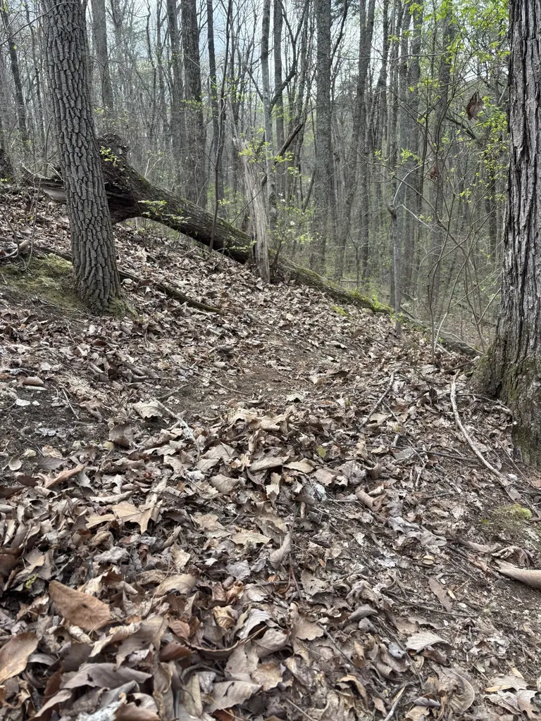 408 Back Valley Road Sale Creek TN 37373
