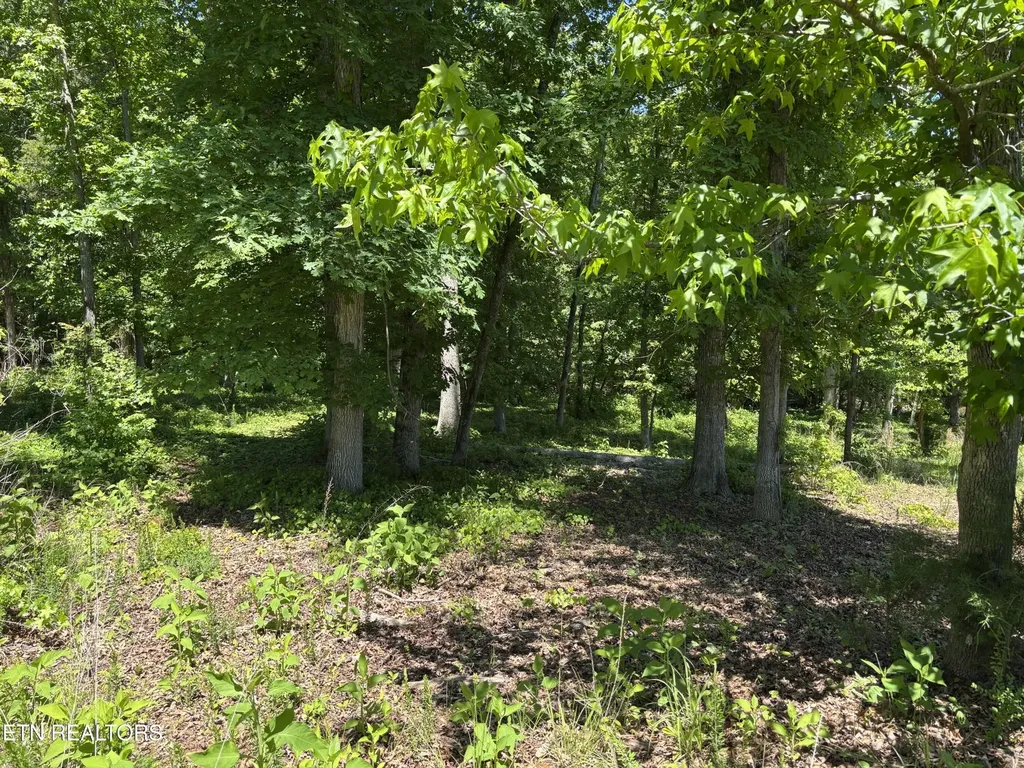 0 E Shore Drive Rockwood TN 37854