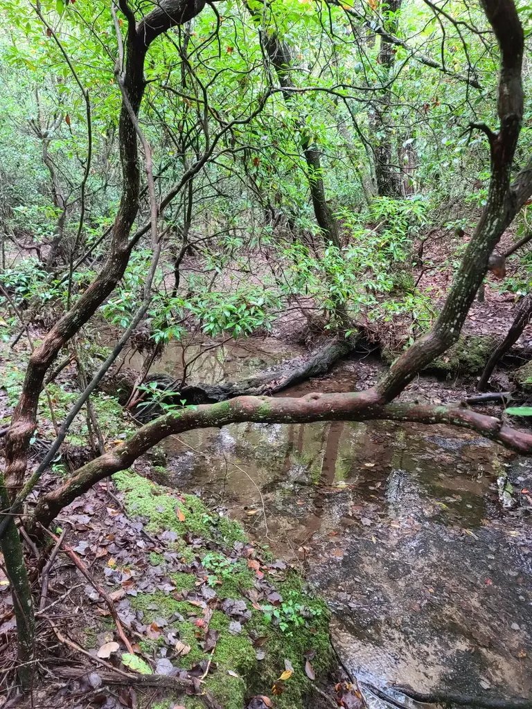 0 Whitetail Ridge Drive Spencer TN 38585