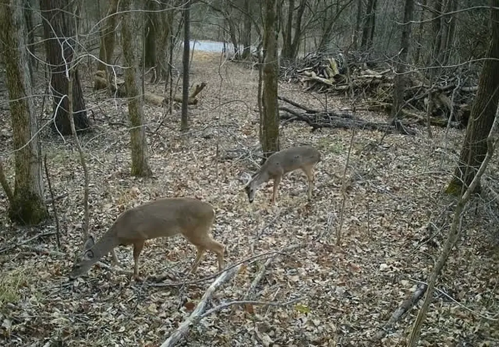 0 Dyer Branch Road Gordonsville TN 38563
