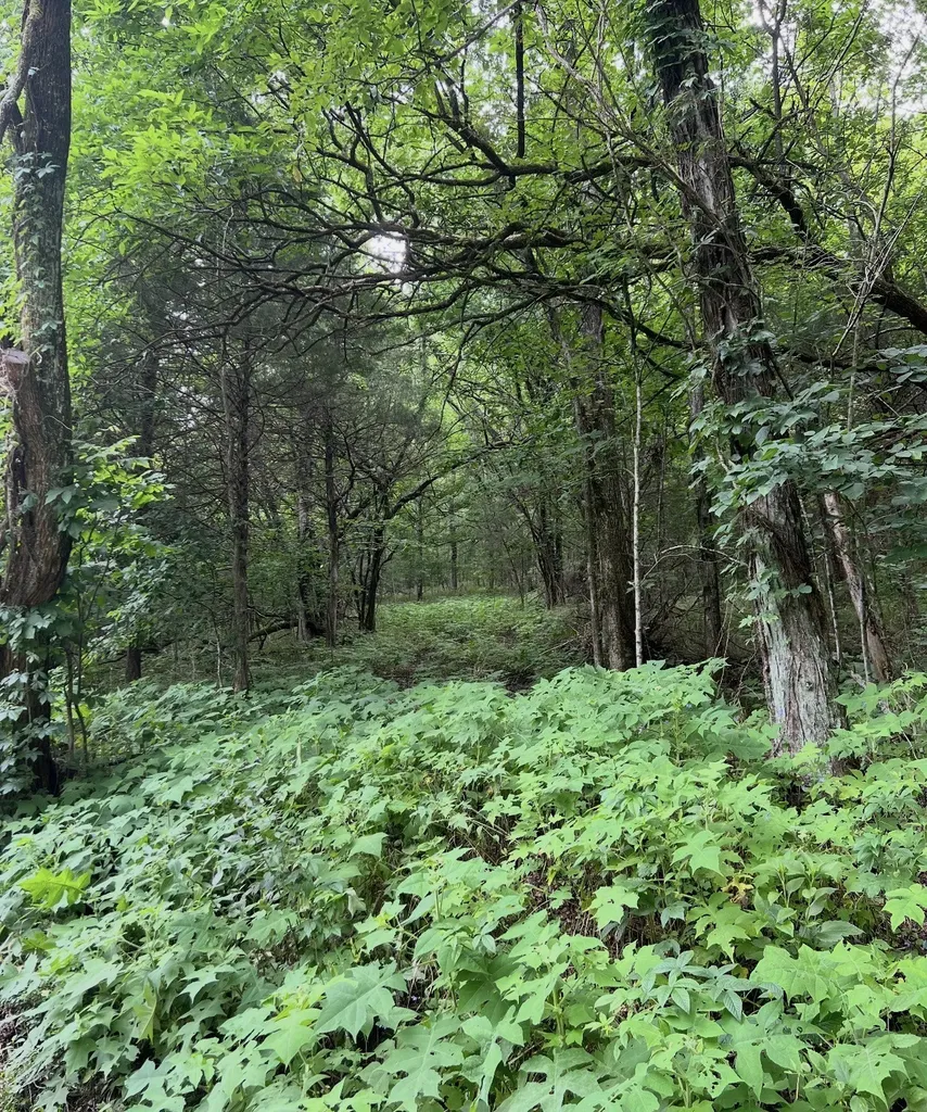 0 Dyer Branch Road Gordonsville TN 38563