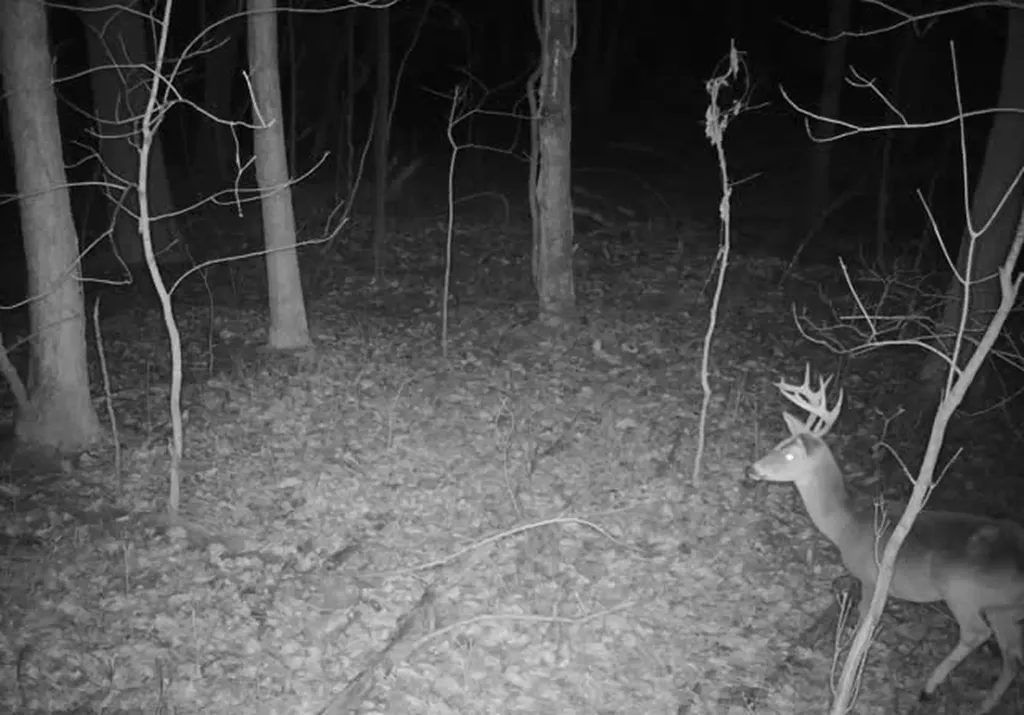 0 Dyer Branch Road Gordonsville TN 38563