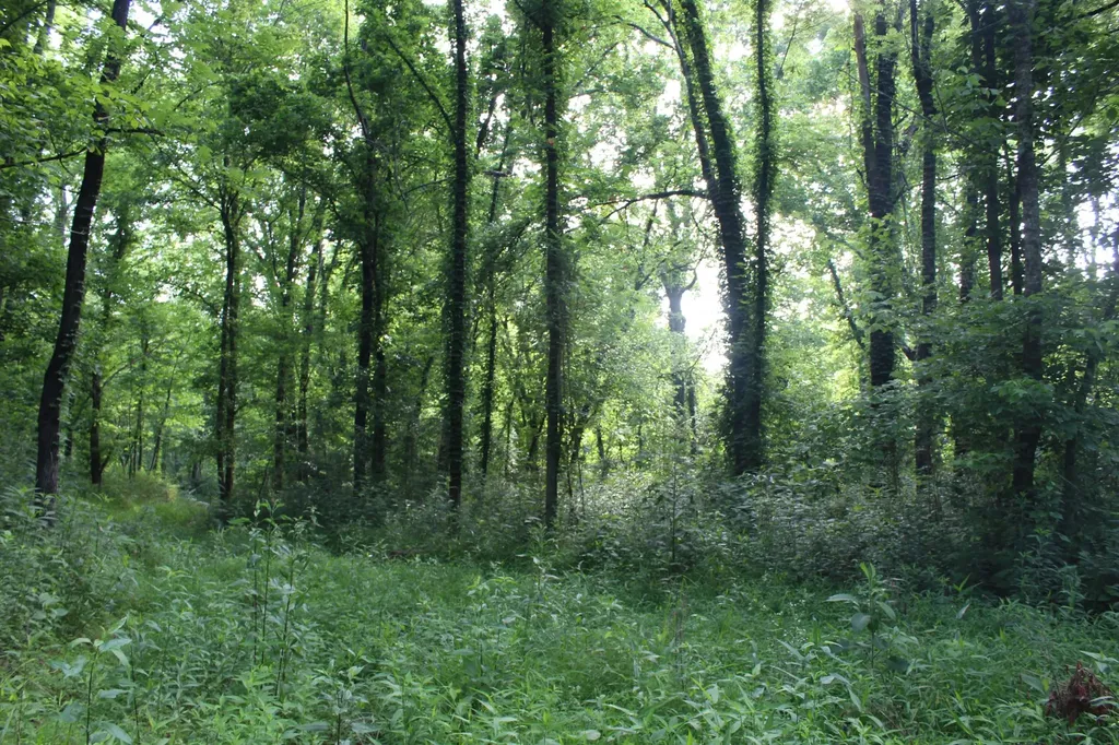 11517 Mt Carmel Road Decaturville TN 38329