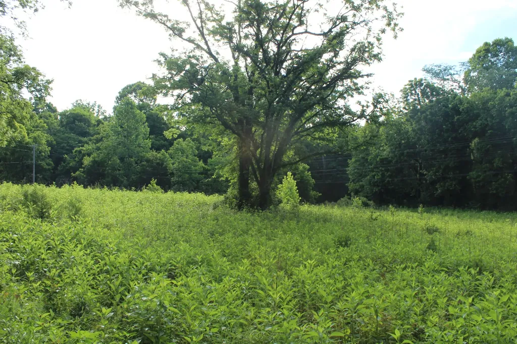 11517 Mt Carmel Road Decaturville TN 38329