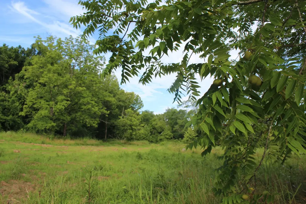 11517 Mt Carmel Road Decaturville TN 38329