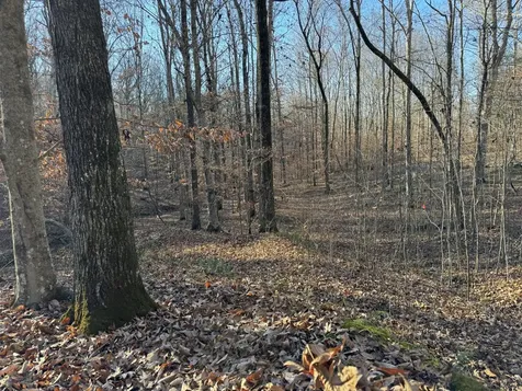 11517 Mt Carmel Road Decaturville TN 38329