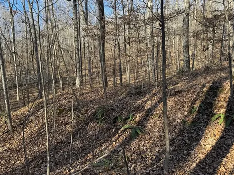 11517 Mt Carmel Road Decaturville TN 38329