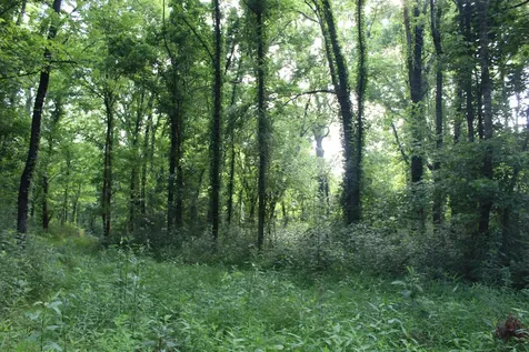 11517 Mt Carmel Road Decaturville TN 38329