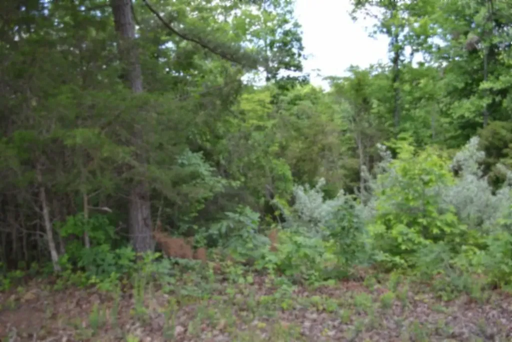 Burkesville KY, Beauchamp Road