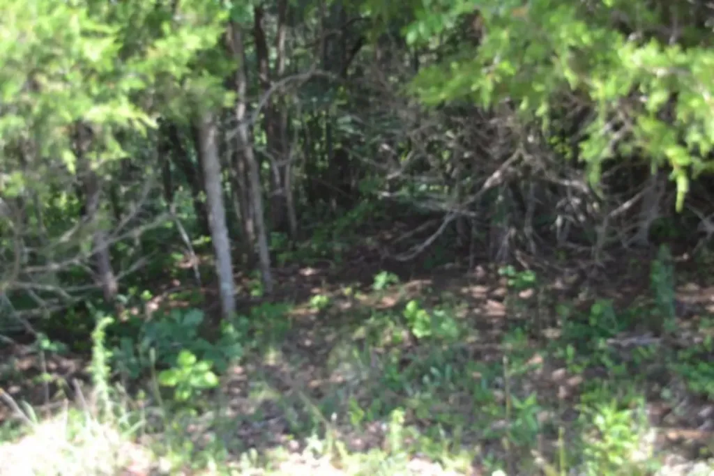 0 Beauchamp Road Burkesville KY 42717