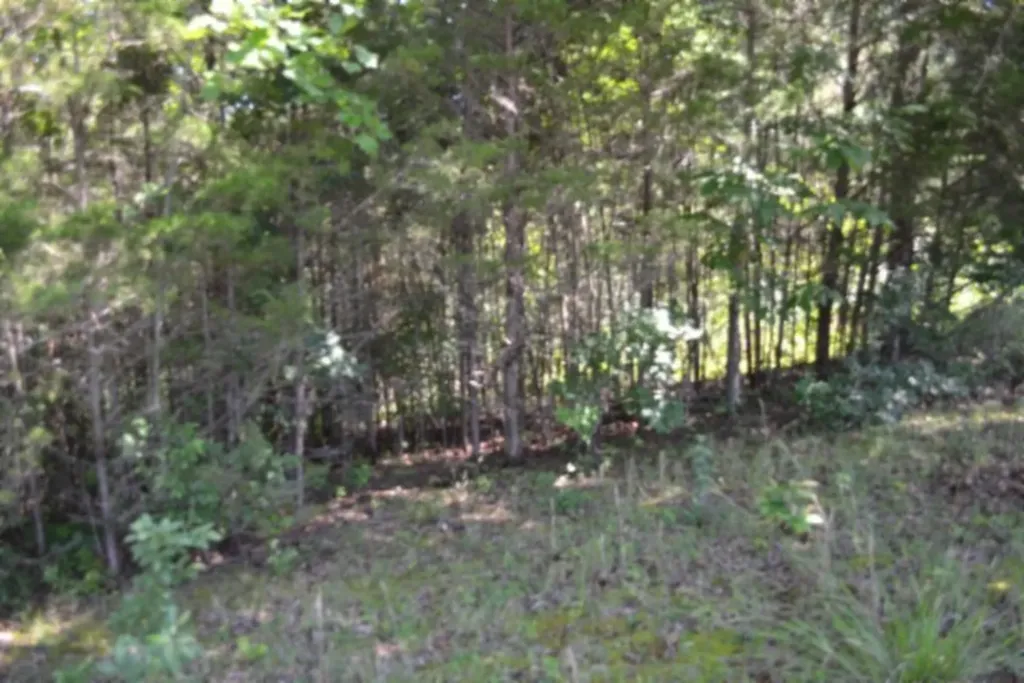 0 Beauchamp Road Burkesville KY 42717
