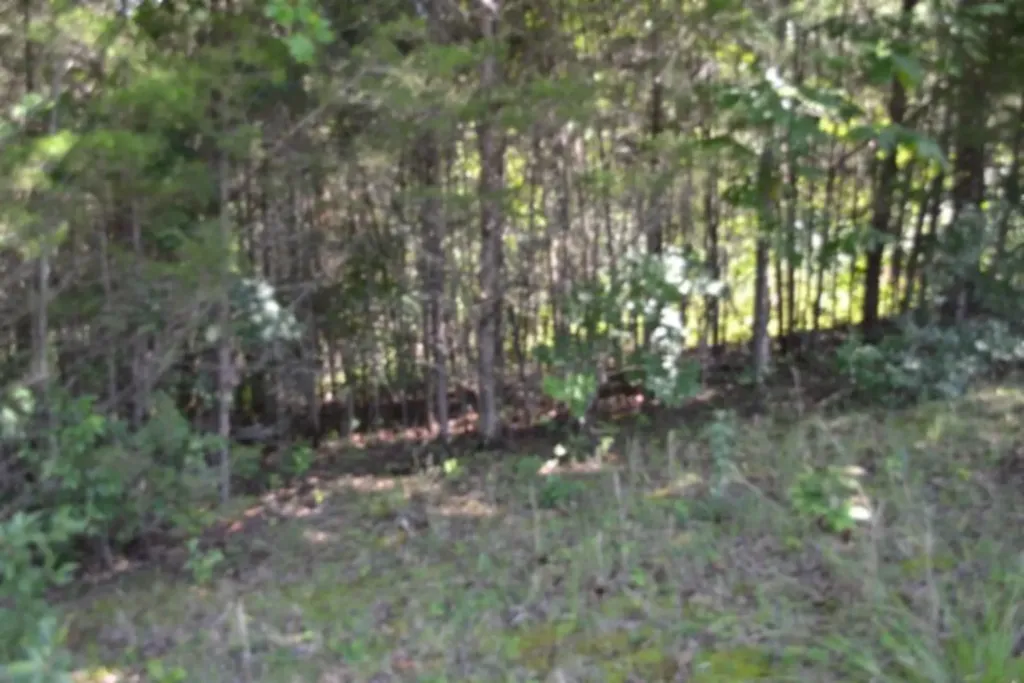 0 Beauchamp Road Burkesville KY 42717