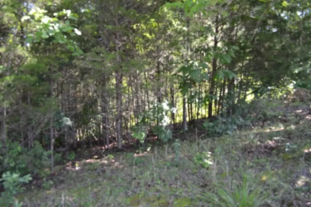 0 Beauchamp Road Burkesville KY 42717