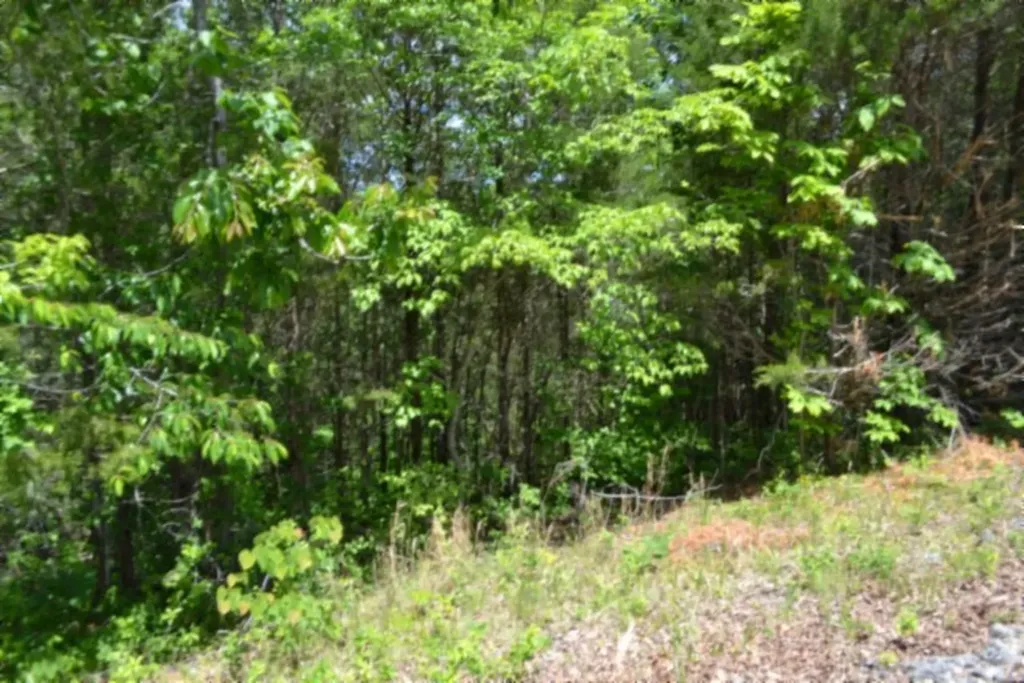 0 Beauchamp Road Burkesville KY 42717