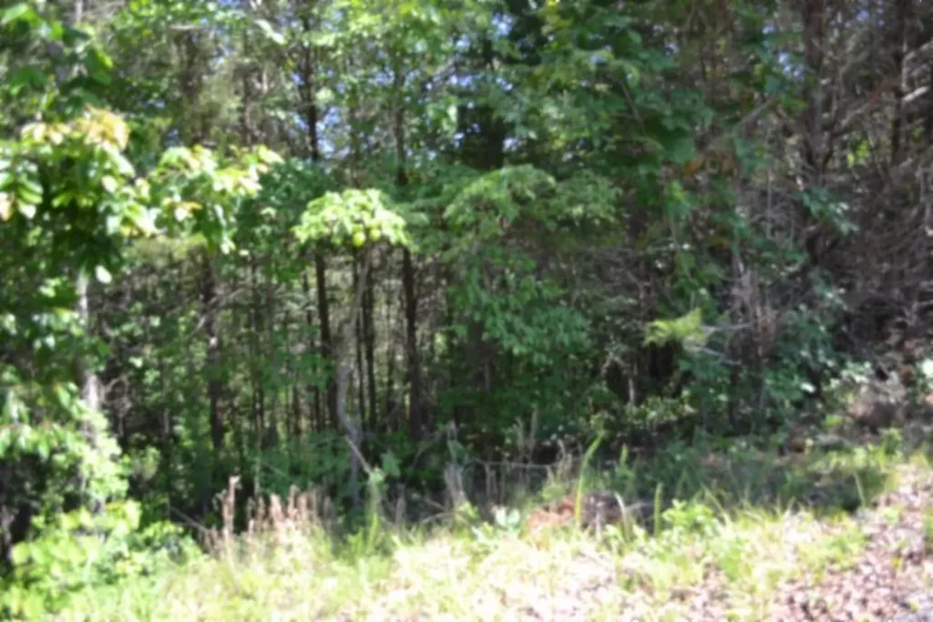 0 Beauchamp Road Burkesville KY 42717