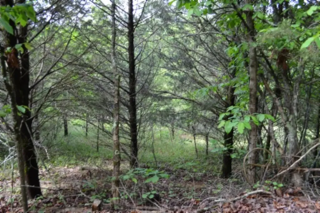 0 Beachamp Road Burkesville KY 42717
