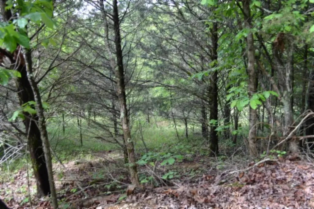 0 Beachamp Road Burkesville KY 42717