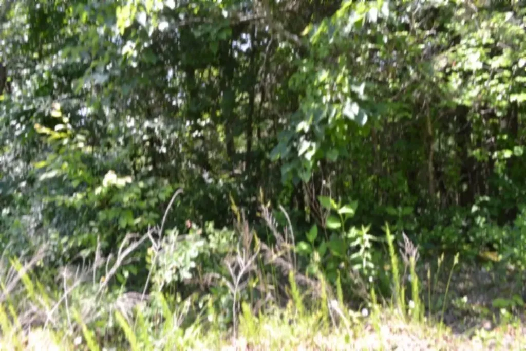 0 Beachamp Road Burkesville KY 42717