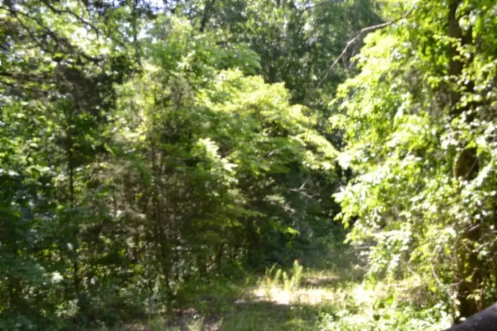 0 Beachamp Road Burkesville KY 42717