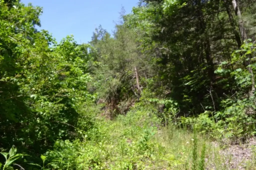 0 Beachamp Road Burkesville KY 42717