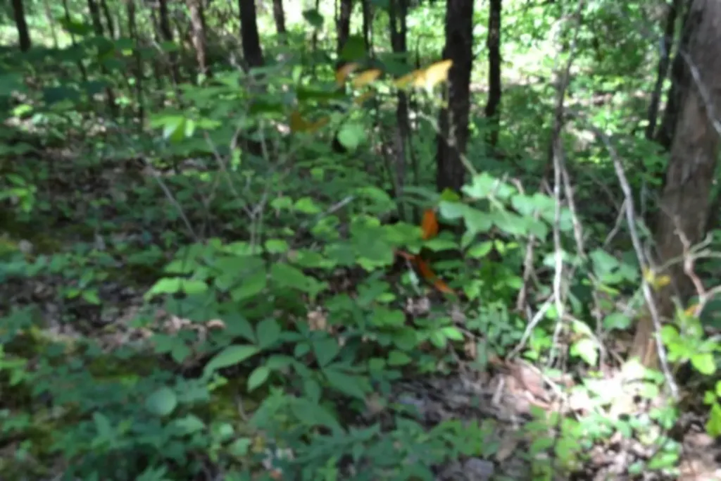 0 Beachamp Road Burkesville KY 42717