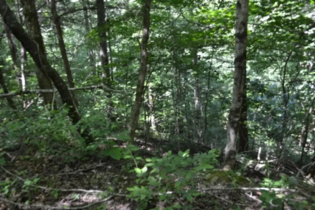 0 Beachamp Road Burkesville KY 42717