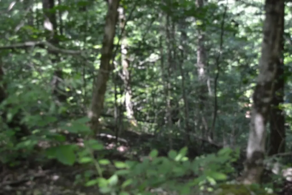 0 Beachamp Road Burkesville KY 42717