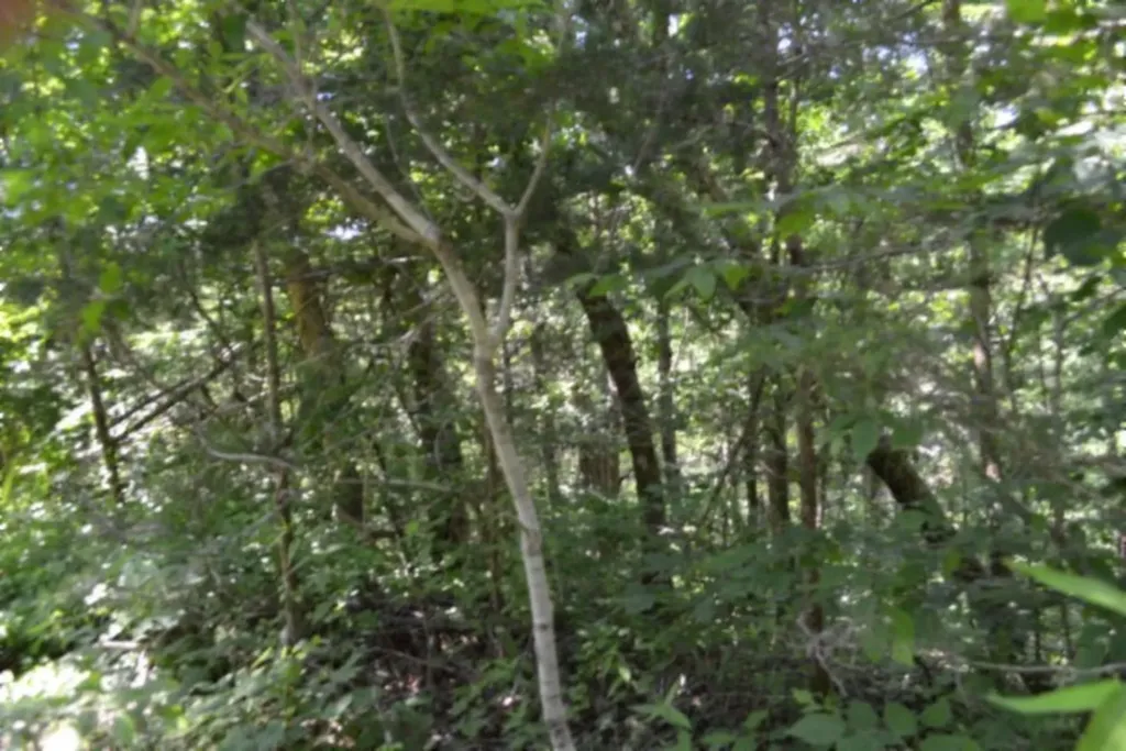 0 Beachamp Road Burkesville KY 42717