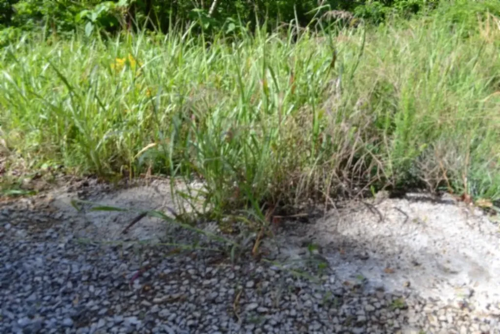 0 Beachamp Road Burkesville KY 42717