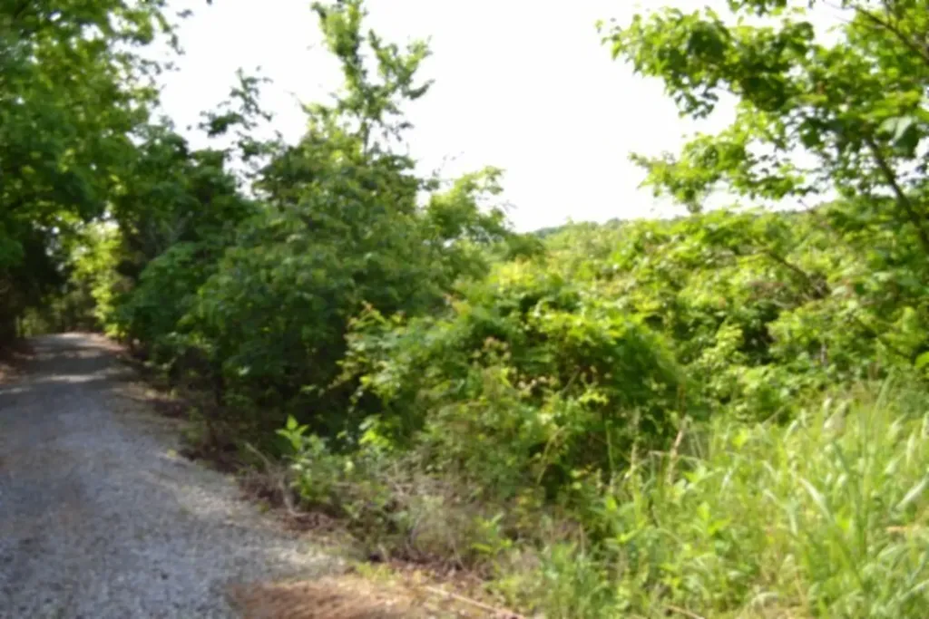 0 Beachamp Road Burkesville KY 42717