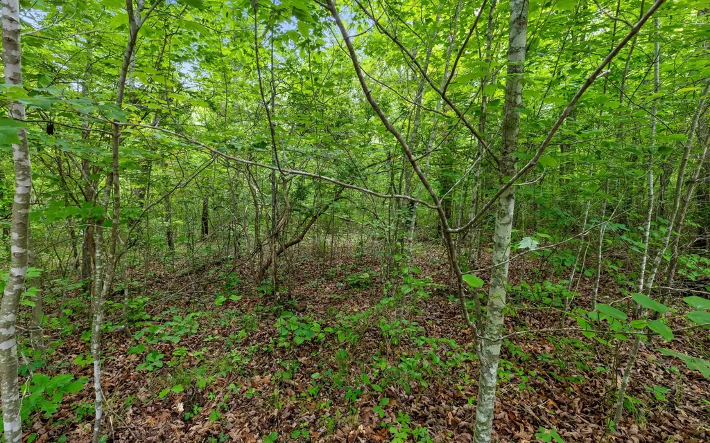 41 Quill Haven Drive Signal Mountain TN 37377