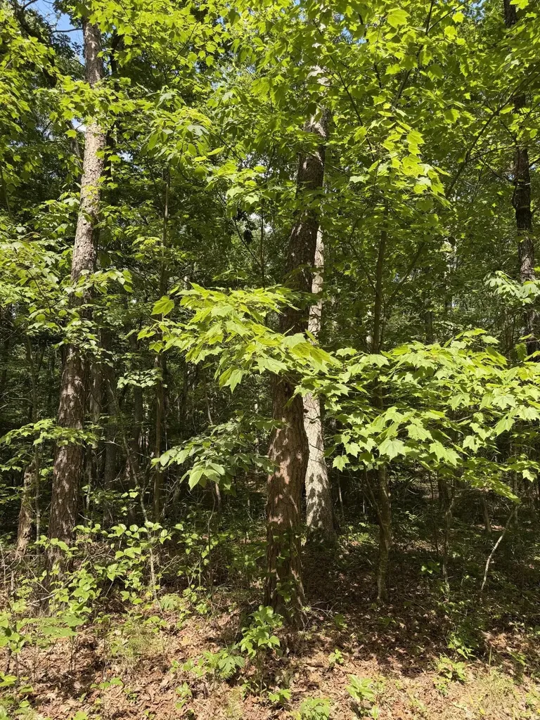 43 Bluffs Woods Altamont TN 37301