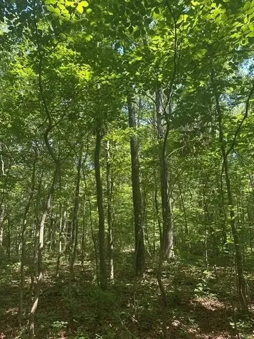 43 Bluffs Woods Altamont TN 37301
