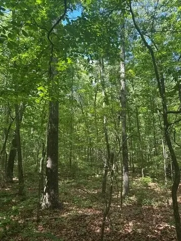 43 Bluffs Woods Altamont TN 37301