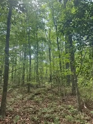 43 Bluffs Woods Altamont TN 37301