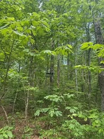 43 Bluffs Woods Altamont TN 37301