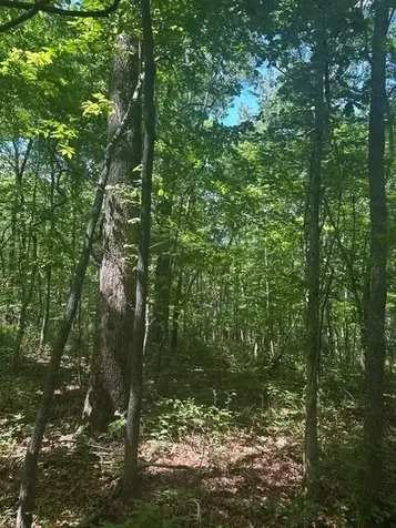 43 Bluffs Woods Altamont TN 37301