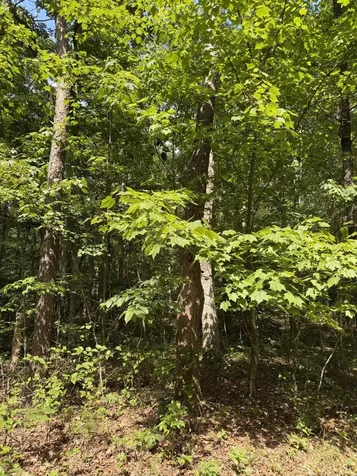 43 Bluffs Woods Altamont TN 37301