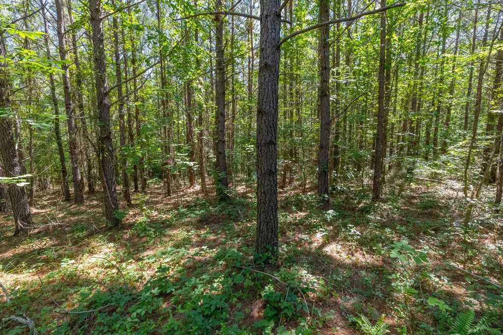 0 White Oak Road Stewart TN 37175