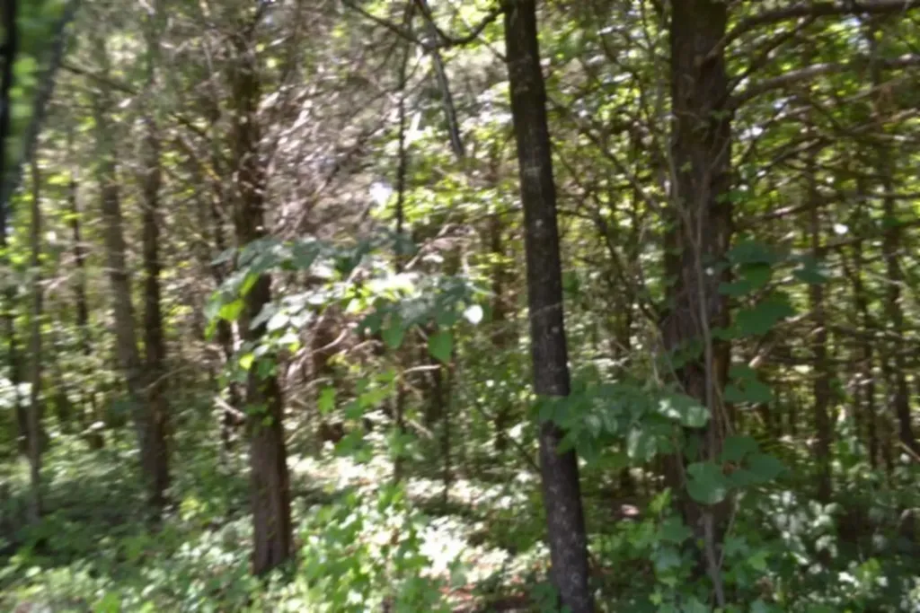 2390 Pea Ridge Fire Tower Road Celina TN 38551