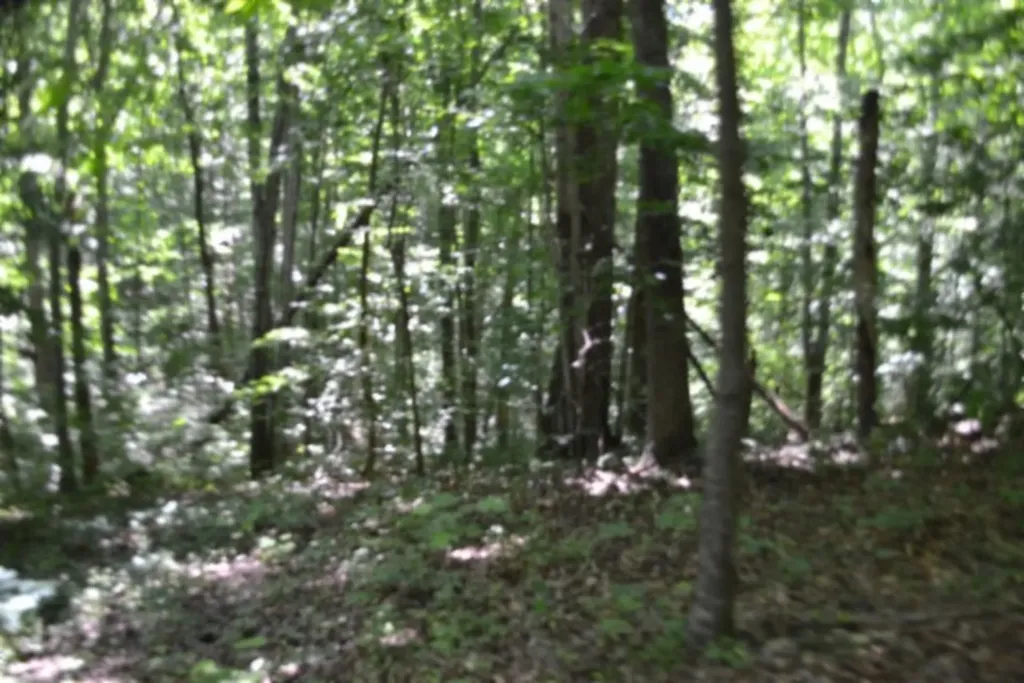 2390 Pea Ridge Fire Tower Road Celina TN 38551